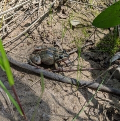 Limnodynastes tasmaniensis (Spotted Grass Frog) at Thurgoona, NSW - 4 Oct 2020 by ChrisAllen