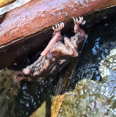 Microchiroptera sp. (suborder) (A microbat) at Paddys River, ACT - 3 Oct 2020 by AaronClausen