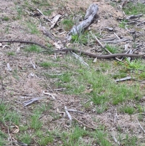 Pseudonaja textilis at Watson, ACT - 21 May 2016 12:51 PM