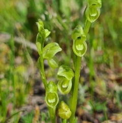 Hymenochilus muticus (Midget Greenhood) at Tennent, ACT - 3 Oct 2020 by AaronClausen