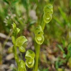 Hymenochilus muticus at Tennent, ACT - suppressed