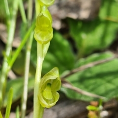 Hymenochilus muticus at Tennent, ACT - suppressed