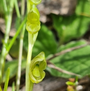 Hymenochilus muticus at Tennent, ACT - suppressed