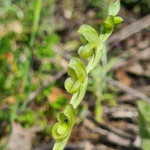 Hymenochilus muticus at Tennent, ACT - suppressed