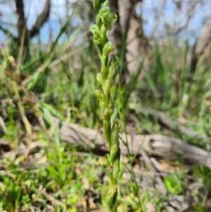 Hymenochilus muticus at Tennent, ACT - suppressed