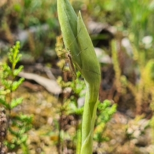 Oligochaetochilus sp. at Tennent, ACT - 3 Oct 2020