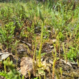 Oligochaetochilus sp. at Tennent, ACT - 3 Oct 2020