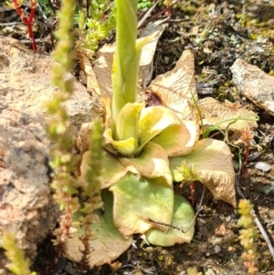 Oligochaetochilus sp. at Tennent, ACT - 3 Oct 2020