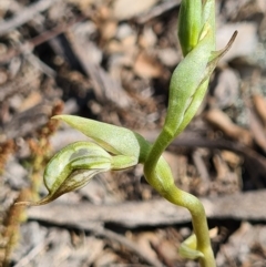 Oligochaetochilus aciculiformis (Needle-point rustyhood) at Tennent, ACT - 3 Oct 2020 by AaronClausen