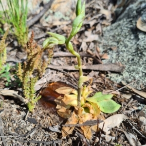 Oligochaetochilus aciculiformis at Tennent, ACT - 3 Oct 2020