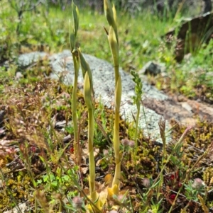 Oligochaetochilus aciculiformis at Tennent, ACT - 3 Oct 2020