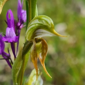 Oligochaetochilus aciculiformis at Tennent, ACT - 3 Oct 2020