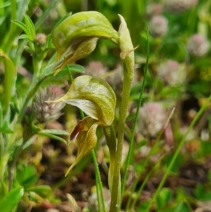 Oligochaetochilus aciculiformis at Tennent, ACT - 3 Oct 2020