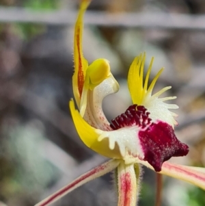 Caladenia parva at Tennent, ACT - suppressed