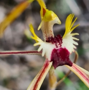 Caladenia parva at Tennent, ACT - suppressed