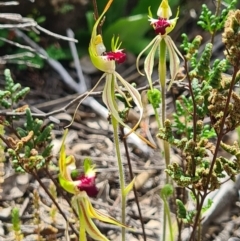 Caladenia parva (Brown-clubbed Spider Orchid) at Tennent, ACT - 3 Oct 2020 by AaronClausen