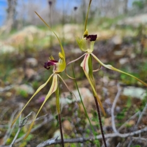 Caladenia parva at Tennent, ACT - 3 Oct 2020