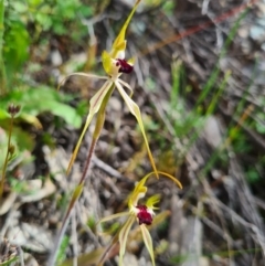 Caladenia parva at Tennent, ACT - 3 Oct 2020