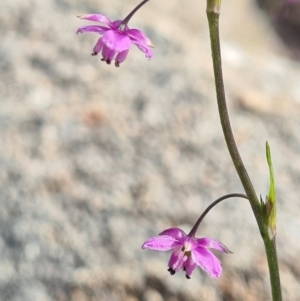 Arthropodium minus at Tennent, ACT - 3 Oct 2020