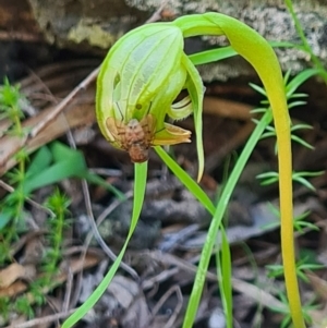 Pterostylis nutans at Paddys River, ACT - suppressed