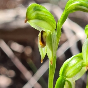 Bunochilus montanus (ACT) = Pterostylis jonesii (NSW) at Paddys River, ACT - suppressed