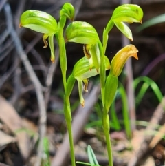 Bunochilus montanus (ACT) = Pterostylis jonesii (NSW) at Paddys River, ACT - suppressed