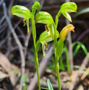 Bunochilus montanus at Paddys River, ACT - 3 Oct 2020