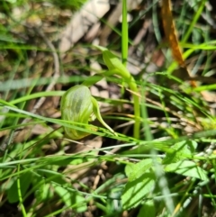 Pterostylis nutans (Nodding Greenhood) at Paddys River, ACT - 3 Oct 2020 by AaronClausen