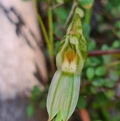 Bunochilus montanus (Montane Leafy Greenhood) at Paddys River, ACT - 3 Oct 2020 by AaronClausen