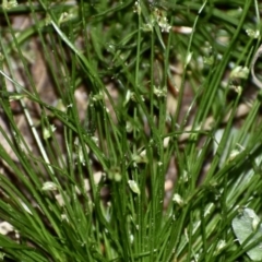 Isolepis (genus) (Club-rush) at Weston, ACT - 4 Oct 2020 by AliceH