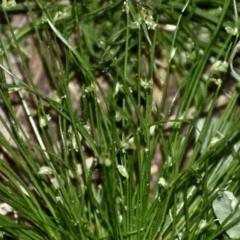 Isolepis sp. (Club-rush) at Fowles St. Woodland, Weston - 3 Oct 2020 by AliceH