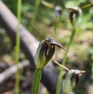 Pterostylis pedunculata at Paddys River, ACT - suppressed