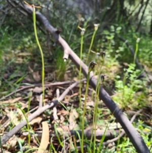 Pterostylis pedunculata at Paddys River, ACT - suppressed