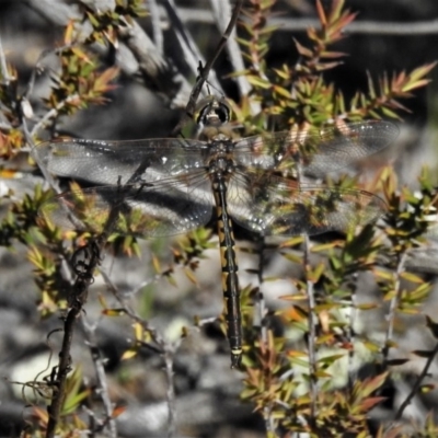 Hemicordulia tau (Tau Emerald) at Lower Cotter Catchment - 3 Oct 2020 by JohnBundock