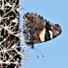 Vanessa itea (Yellow Admiral) at Coree, ACT - 3 Oct 2020 by JohnBundock