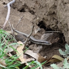 Eulamprus heatwolei (Yellow-bellied Water Skink) at Wambrook, NSW - 30 Sep 2020 by Mike