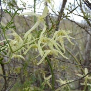 Clematis leptophylla at Wambrook, NSW - 30 Sep 2020 10:59 AM