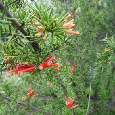 Grevillea juniperina (Grevillea) at Wambrook, NSW - 30 Sep 2020 by Mike