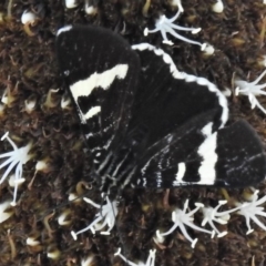 Phalaenoides glycinae (Grapevine Moth) at Lower Cotter Catchment - 1 Oct 2020 by JohnBundock