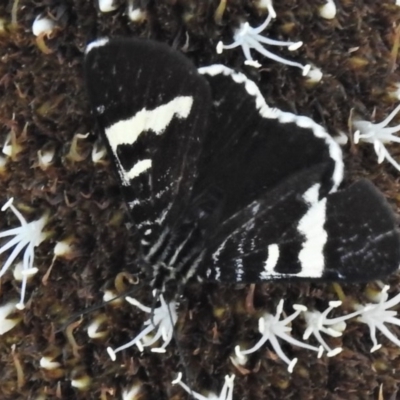 Phalaenoides glycinae (Grapevine Moth) at Coree, ACT - 1 Oct 2020 by JohnBundock