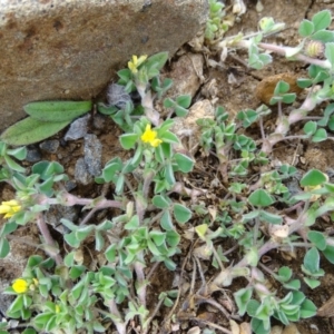 Medicago sp. at Wambrook, NSW - 30 Sep 2020