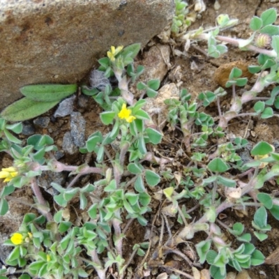 Medicago sp. at Wambrook, NSW - 30 Sep 2020 by Mike