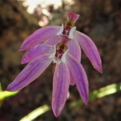 Caladenia carnea (Pink Fingers) at Coree, ACT - 3 Oct 2020 by JohnBundock