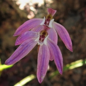 Caladenia carnea at Coree, ACT - 3 Oct 2020