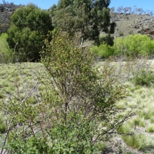 Pimelea pauciflora at Wambrook, NSW - 1 Oct 2020