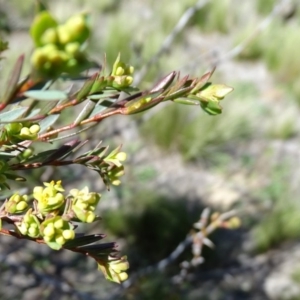 Pimelea pauciflora at Wambrook, NSW - 1 Oct 2020