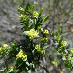 Pimelea pauciflora at Wambrook, NSW - 1 Oct 2020