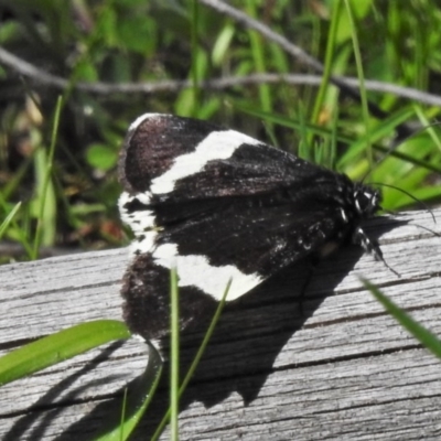 Eutrichopidia latinus (Yellow-banded Day-moth) at Coree, ACT - 1 Oct 2020 by JohnBundock