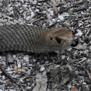 Pseudonaja textilis at Paddys River, ACT - 4 Oct 2020