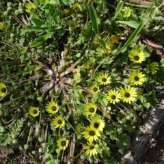 Arctotheca calendula (Capeweed, Cape Dandelion) at O'Malley, ACT - 4 Oct 2020 by Mike